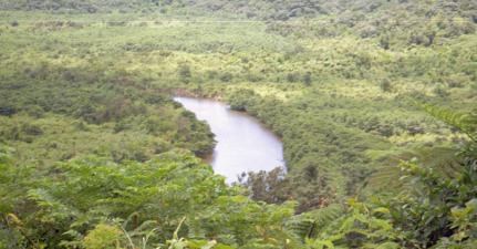 仲間川中流の広大なマングローブ樹林