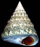 �M���^�J�n�}�~�R�V�_�J�M���^�J�n�}�G��