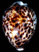 �z�V�_�J���i�w�ʁj