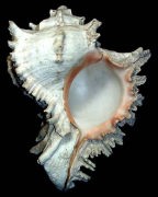 �e���O�K�C