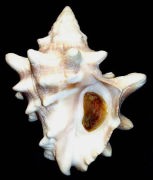 �V���N���K�C�i�O�ʁj