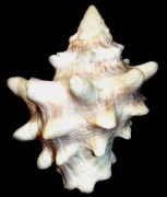 �V���N���K�C�i�w�ʁj