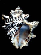 �c�m�e�c���C�V�i�O�ʁj