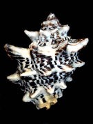 �c�m�e�c���C�V�i�w�ʁj