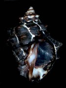 �e�c���C�V�i�O�ʁj