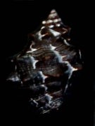 �e�c���C�V�i�w�ʁj