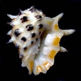 �L�}�_���C�K���C�V