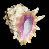 �A�J�C�K���C�V