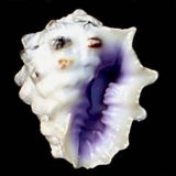 �����T�L�C�K���C�V