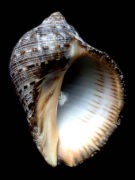 �z�\�X�W�e�c�{��