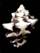 �c�m���C�V�i�w�ʁj