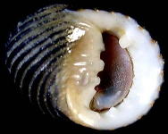 �t�g�X�W�A�}�K�C�i���ʁj