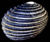 �t�g�X�W�A�}�K�C�i�w�ʁj