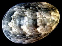 �j�V�L�A�}�I�u�l�i�w�ʁj