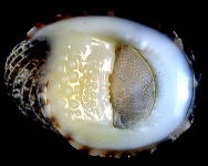 �A�}�I�u�l�i���ʁj