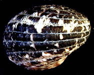 �A�}�I�u�l�i�w�ʁj