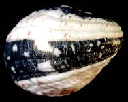 �A�}�I�u�l�i�F�ʕψفj