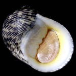 �R�V�_�J�A�}�K�C�i���ʁj