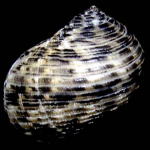 �R�V�_�J�A�}�K�C�i�w�ʁj