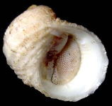 �N�`�x�j�A�}�I�u�l�i���ʁj