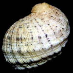 �N�`�x�j�A�}�I�u�l�i�w�ʁj