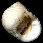 �L�o�A�}�K�C�i���ʁj