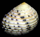 �L�o�A�}�K�C�i�w�ʁj