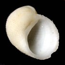 �A�}�K�C���h�L�i�O�ʁj