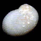 �A�}�K�C���h�L�i�w�ʁj