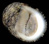 �A���X�W�A�}�I�u�l�i���ʁj