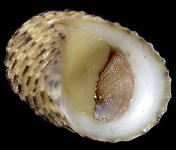 �����E�L���E�A�}�K�C�i���ʁj