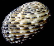 �����E�L���E�A�}�K�C�i�w�ʁj