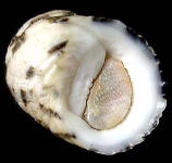 �}���A�}�I�u�l�i���ʁj