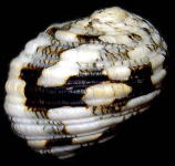 �}���A�}�I�u�l�i�w�ʁj