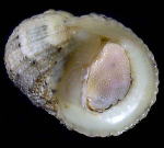 �}���O���[�u�A�}�K�C�i���ʁj