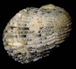 �}���O���[�u�A�}�K�C�i�w�ʁj