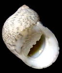 �C�V�_�^�~�A�}�I�u�l�i���ʁj