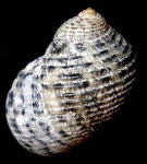 �C�V�_�^�~�A�}�I�u�l�i�w�ʁj