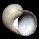 �}���V���l�Y�~�i�O�ʁj