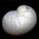 �}���V���l�Y�~�i�w�ʁj