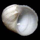 ���O���V���l�Y�~�i�O�ʁj