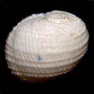 ���O���V���l�Y�~�i�w�ʁj