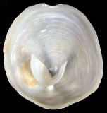 �t�E�����`�h���i���ʁj