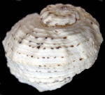 �J�^�x�K�C�_�}�V�i�w�ʁj