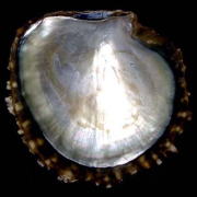 �N���`���E�K�C�i���k���ʁj