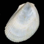 ���L�~�m�K�C