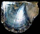 ミドリアオリガイ（左殻内面）