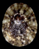 �x�b�R�E�K�T