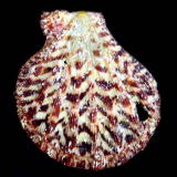 �j�V�L�I�E�M