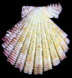 �I�I�V�}�q�I�E�M�i�E�k�j